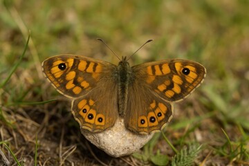 Obraz premium A resting butterfly with brown wings perched on a wall