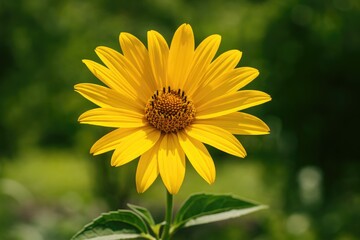 Obraz premium A vibrant yellow blossom in full bloom