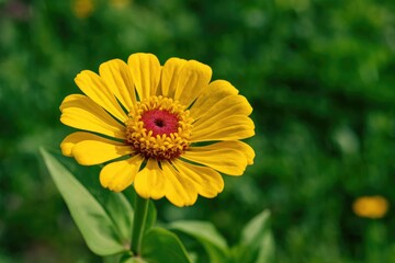 Fototapeta premium A vibrant yellow Zinnia with a pink core blossoming in a botanical setting