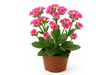 Delicate pink kalanchoe succulents in small pots showcasing vibrant blooms