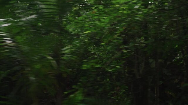 Driving plate side view moving through tropical forest in january