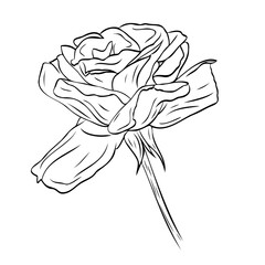 Gorgeous open rose bud with large petals. Graphic line art hand drawn ink black and white illustration vector picture. Isolated object flower. For the design of postcards, posters, stickers, prints