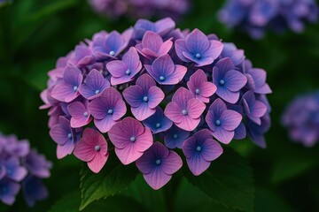 Stunning macro of delicate French hydrangea blossoms
