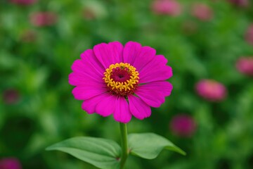 Charming and adorable mezenda hue Zinnia blossom in the outdoor garden