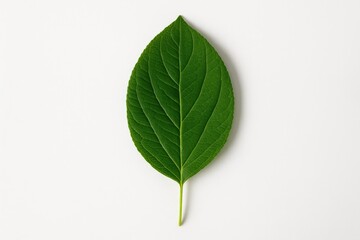 Fototapeta premium A lone leaf removed for a photograph, isolated and captured close-up