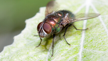 fly on leaf