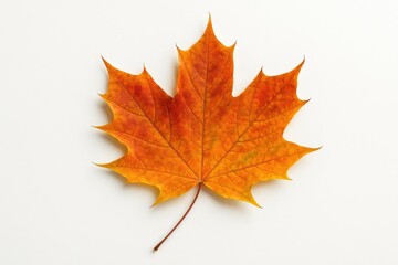 Fototapeta premium Fallen Autumn Leaf Against a Plain White Surface