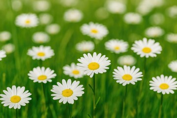 Fototapeta premium Stunning blooms in a lush meadow