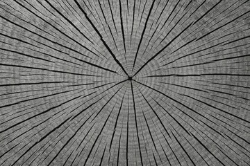 Detailed view of a tree trunk's cross-section showing rings and a burst pattern