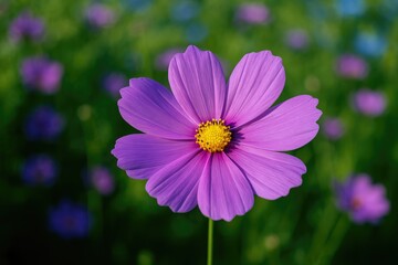 Obraz premium Violet blossom in full bloom