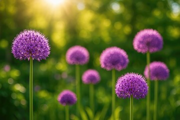 A sunny day showcasing Allium flowers in the garden