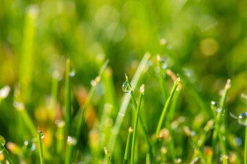 Ross on the grass, drops of ross, a blade of grass in summer, grass macro, drops of ross on the grass, drops of macro