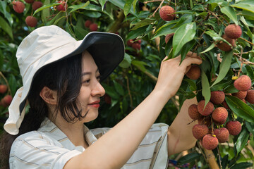 A Woman Picking Fresh Lychees from a Tree