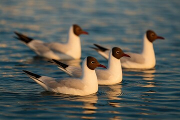 Fototapeta premium Seagulls with black heads soaring over a coastal bay