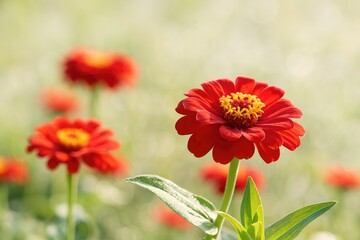 Obraz premium Stunning crimson blossoms at dawn