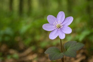 Fototapeta premium A delicate lavender-colored blossom emerging in the mountainous regions signaling the start of spring.