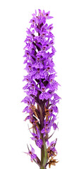 Purple spotted marsh orchid British wild flower