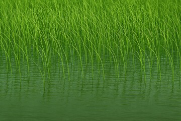 Obraz premium A view of an outdoor freshwater pond with aquatic plants