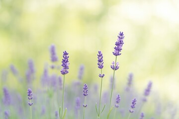 Stunning lavender flowers in a garden with a softly blurred backdrop and selective focus