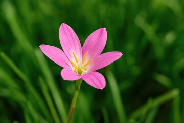 Stunning Rain Lily Blossom