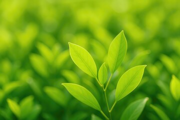 Obraz premium Vivid and luminous greenery with fresh light green foliage