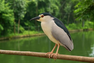 Fototapeta premium Black crowned night heron resting on a perch within a bird sanctuary