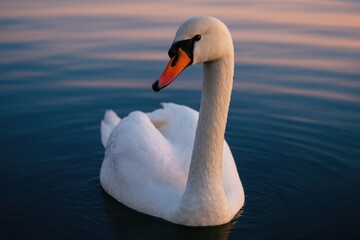 Obraz premium A graceful female duck swimming at dusk