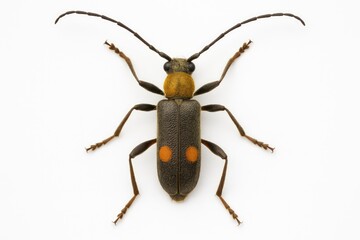 Fototapeta premium Beetle species Grammoptera auricollis bipustulata displayed against a plain white backdrop