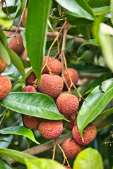 Fresh Litchi Fruits Hanging on the Branches