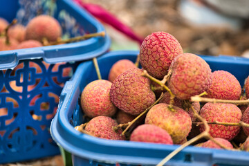 Fresh Litchis in Blue Baskets, Ready for Harvest and Sale