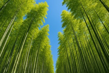 Fototapeta premium Early April in a lush bamboo grove