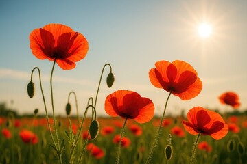 Obraz premium Vivid crimson poppies glowing in the sunlight