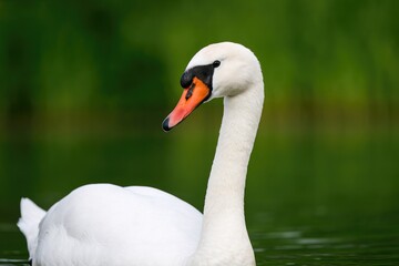 Fototapeta premium Silent swan searching for a mate in the wild
