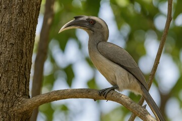 Obraz premium Stunning Grey Hornbill from India