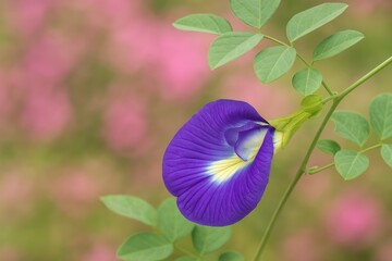 Asian Pigeonwings observed in Parthiapuram area