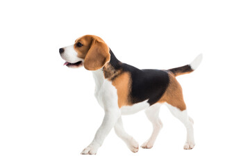 beagle dog walking isolated on transparent background