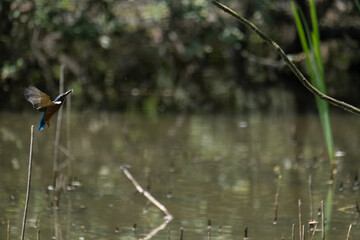 Colorful kingfisher perched on a branch by a serene river during bright daylight