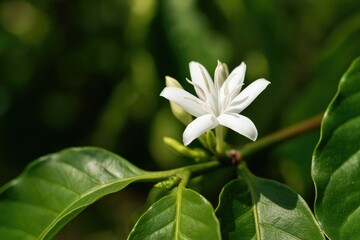 Close-up of a coffee plant in bloom with white flowers