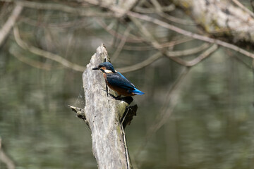 Colorful kingfisher perched on a branch by a serene river during bright daylight