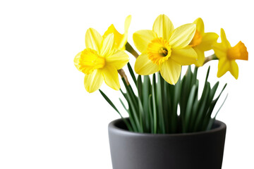Daffodils in Bloom Yellow Floral Springtime Potted Plant Elegance Narcissus Flowers Petals on transparent background