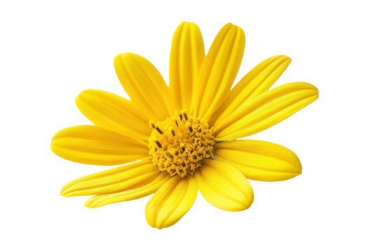 Radiant Yellow Daisy Flower Illustration Isolated Sunny Bloom Close up Floral Design Element on transparent background