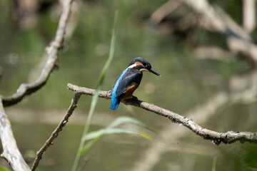 Colorful kingfisher perched on a branch by a serene river during bright daylight