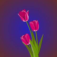 pink tulips on blue background