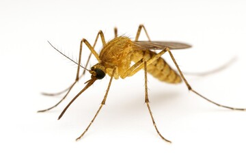 Fototapeta premium Detailed view of a mosquito against a plain white background