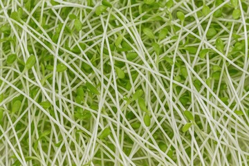 Detailed shot of young sprouts in close-up