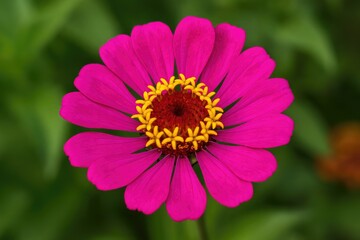 Obraz premium Close-up of a vibrant pink Zinnia peruviana blossom with a floral backdrop for design, featuring selective focus.