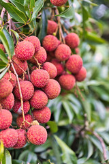 Fresh Litchis Hanging on the Branches, Ready for Harvest