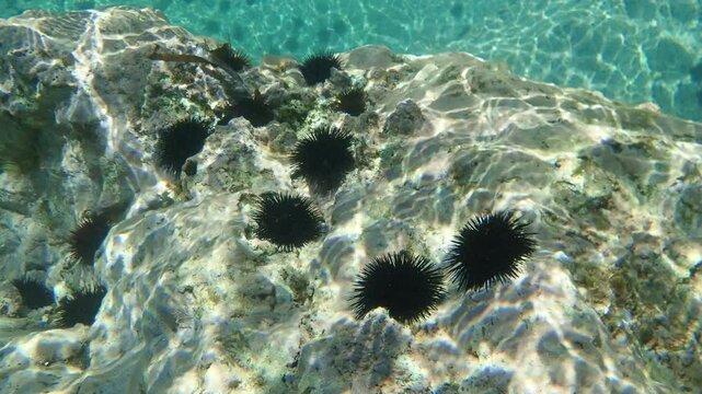 urchin, sea, sea urchin, animal, black, underwater, marine, black sea urchin, mediterranean sea, food, ocean, nature, isolated, life, wildlife, echinus, summer, echinodermata, seafood, water, natural.