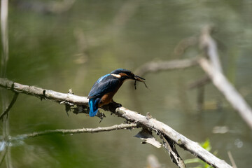 Colorful kingfisher perched on a branch by a serene river during bright daylight