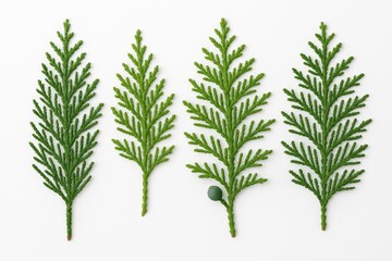 Isolated Cypress Branches and Foliage for Holiday Decor